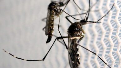 Probable dengue cases approach 400,000 in Brazil in 2024
