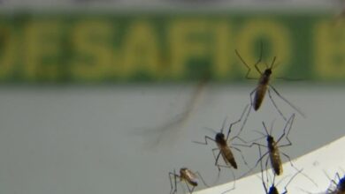 Rio de Janeiro registra mais de 17 mil casos de dengue este ano