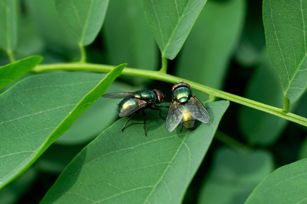 5 dicas fundamentais contra moscas