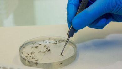 Muertes por dengue en Brasil: 113 confirmadas y 438 en investigación